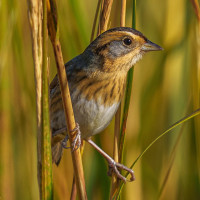 Nelson's Sparrow